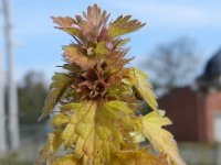 Lamium hybridum 21, Ingesneden dovenetel, Saxifraga-Rutger Barendse