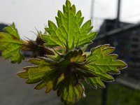 Lamium hybridum 22, Ingesneden dovenetel, Saxifraga-Rutger Barendse