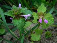 Lamium hybridum 25, Ingesneden dovenetel, Saxifraga-Ed Stikvoort