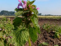 Lamium hybridum 26, Ingesneden dovenetel, Saxifraga-Ed Stikvoort