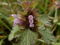 Lamium hybridum 30 Ingesneden dovenetel Saxifraga-Ed Stikvoort