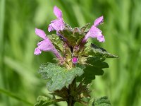 Lamium hybridum 31, Ingesneden dovenetel, Saxifraga-Sonja Bouwman  840. Ingesneden dovenetel - Lamium hybridum - Lamiaceae familie (i)