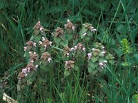 Lamium hybridum 6, Ingesneden dovenetel, Saxifraga-Jan van der Straaten