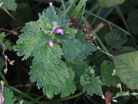 Lamium hybridum 7, Ingesneden dovenetel, Saxifraga - Peter Meininger