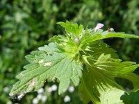 Lamium hybridum 8, Ingesneden dovenetel, Saxifraga-Rutger Barendse