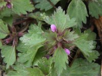 Lamium hybridum 9, Ingesneden dovenetel, Saxifraga - Peter Meininger