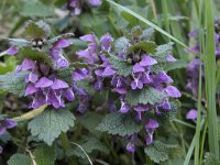 Lamium maculatum 44, Gevlekte dovenetel, Saxifraga-Willem van Kruijsbergen