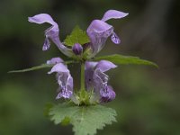 Lamium maculatum 45, Gevlekte dovenetel, Saxifraga-Willem van Kruijsbergen