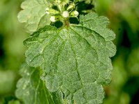 Lamium maculatum 46, Gevlekte dovenetel, Saxifraga-Sonja Bouwman  1050. Gevlekte dovenetel - Lamium maculatum - Lamiaceae familie (i)