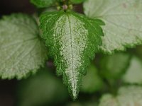 Lamium maculatum var. variegatum 48, Gestreepte dovenetel, Saxifraga-Tom Heijnen