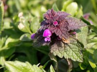 Lamium purpureum 38, Paarse dovenetel, Saxifraga-Bart Vastenhouw