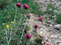 Lamyropsis cynaroides 1, Saxifraga-Jan van der Straaten