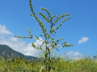 Lappula squarrosa 15, Stekelzaad, Saxifraga-Ed Stikvoort