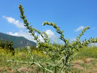 Lappula squarrosa 16, Stekelzaad, Saxifraga-Ed Stikvoort