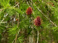 Larix decidua 27, Europese lork, Saxifraga-Ed Stikvoort