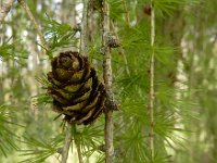 Larix decidua 30, Europese lork, Saxifraga-Ed Stikvoort