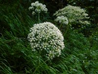 Laserpitium latifolium 19, Saxifraga-Ed Stikvoort