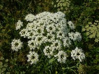 Laserpitium latifolium 21, Saxifraga-Ed Stikvoort