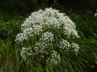 Laserpitium latifolium 26, Saxifraga-Ed Stikvoort