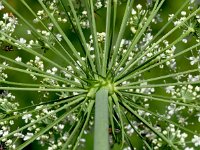 Laserpitium latifolium 27, Saxifraga-Sonja Bouwman  Breedbladig lazerkruid - Laserpitium latifolium - Apiaceae familie