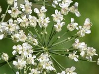 Laserpitium latifolium 29, Saxifraga-Sonja Bouwman  Breedbladig lazerkruid - Laserpitium latifolium - Apiaceae familie