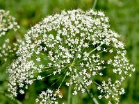 Laserpitium latifolium 30, Saxifraga-Sonja Bouwman  Breedbladig lazerkruid - Laserpitium latifolium - Apiaceae familie; Kreuzbergpass (I)