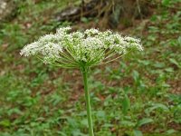 Laserpitium latifolium 33, Saxifraga-Hans Grotenhuis