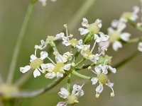 Laserpitum siler 31, Saxifraga-Sonja Bouwman  Laserwort - Laserpitum siler - Apiaceae familie