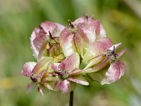 Laserpitum siler 32, Saxifraga-Sonja Bouwman  Laserwort - Laserpitum siler - Apiaceae familie