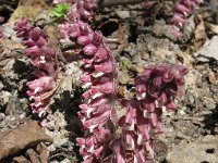 Lathraea squamaria 20, Bleke schubwortel, Saxifraga-National Botanical Garden of Latvia