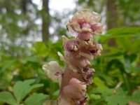 Lathraea squamaria 28, Bleke schubwortel, Saxifraga-Ed Stikvoort