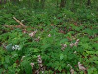 Lathraea squamaria 29, Bleke schubwortel, Saxifraga-Ed Stikvoort