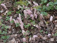 Lathraea squamaria 11, Bleke Schubwortel, Saxifraga-Peter Meininger