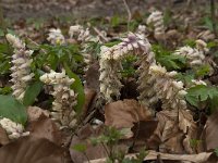 Lathraea squamaria 14, Bleke schubwortel, Saxifraga-Willem van Kruijsbergen