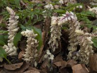 Lathraea squamaria 15, Bleke schubwortel, Saxifraga-Willem van Kruijsbergen