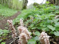 Lathraea squamaria 16, Bleke schubwortel, Saxifraga-Rutger Barendse