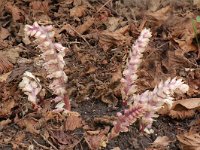 Lathraea squamaria 3, Bleke schubwortel, Saxifraga-Willem van Kruijsbergen