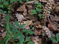 Lathraea squamaria 30, Bleke schubwortel, Saxifraga-Ed Stikvoort