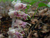 Lathraea squamaria 31, Bleke schubwortel, Saxifraga-Ed Stikvoort