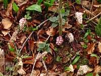 Lathraea squamaria 33, Bleke schubwortel, Saxifraga-Hans Grotenhuis