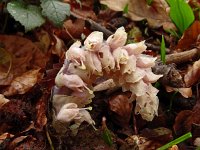 Lathraea squamaria 36, Bleke schubwortel, Saxifraga-Hans Grotenhuis