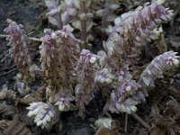 Lathraea squamaria 5, Bleke schubwortel, Saxifraga-Willem van Kruijsbergen