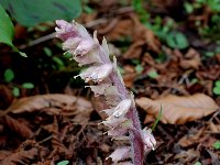 Lathraea squamaria 6, Bleke schubwortel, Saxifraga-Willem van Kruijsbergen