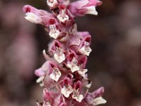 Lathraea squamaria 8, Bleke schubwortel, Saxifraga-Peter Meininger