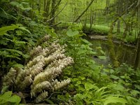 Lathraea squamaria 9, Bleke schubwortel, Saxifraga-Willem van Kruijsbergen