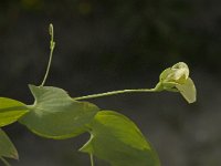 Lathyrus aphaca 1, Naakte lathyrus, Saxifraga-Jan van der Straaten