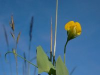 Lathyrus aphaca 11, Naakte lathyrus, Saxifraga-Ed Stikvoort