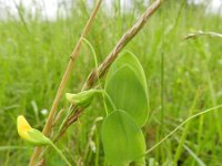 Lathyrus aphaca 12, Naakte lathyrus, Saxifraga-Rutger Barendse