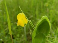 Lathyrus aphaca 13, Naakte lathyrus, Saxifraga-Rutger Barendse