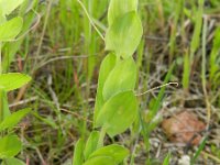 Lathyrus aphaca 15, Naakte lathyrus, Saxifraga-Rutger Barendse